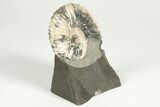 Iridescent Ammonite (Deshayesites) Fossil - Russia #207458-2